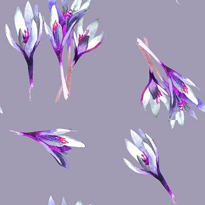 Crocuses on violet