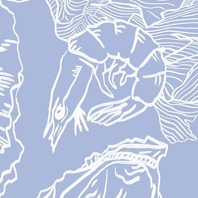 Hand drawn sea shells and shrimp